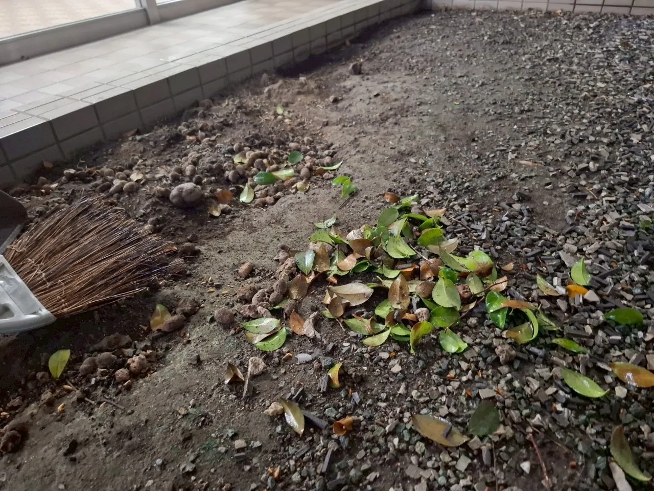 定期清掃
