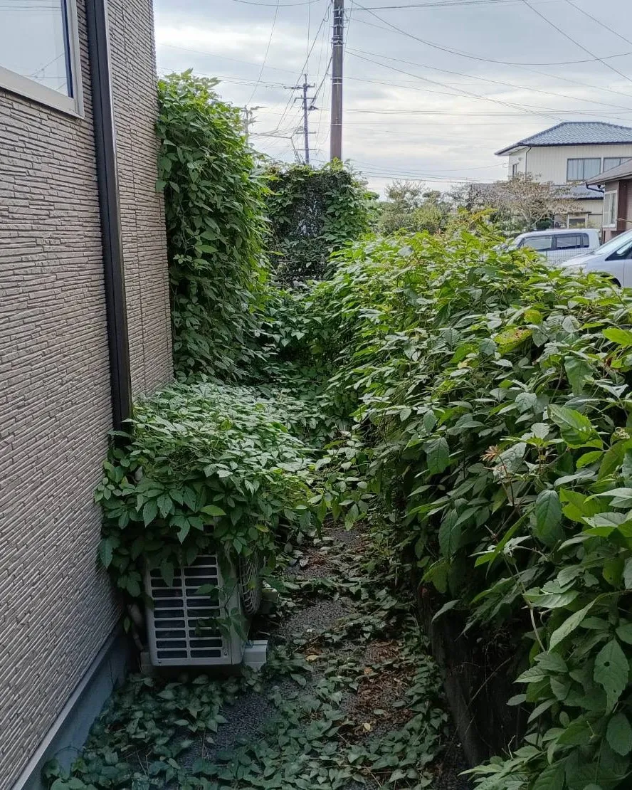 本日は、ご依頼をいただき、1軒家の除草作業を行いました🌿☀️